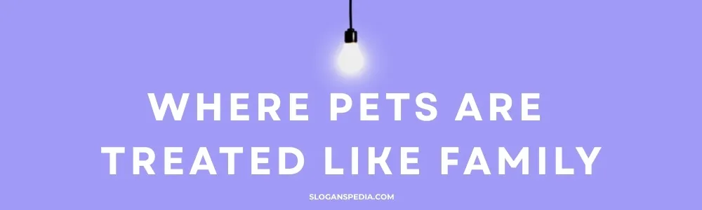 Pet Daycare Slogans